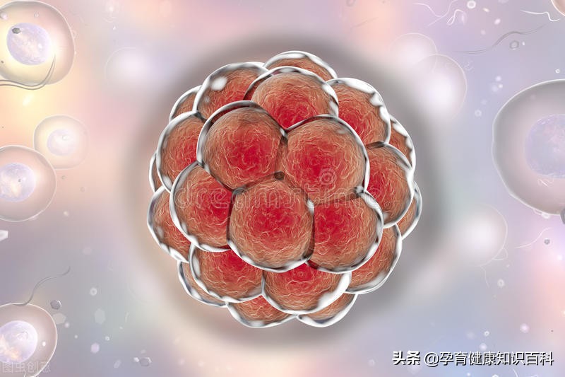 试管婴儿的专用术语,这些小常识你知道几个