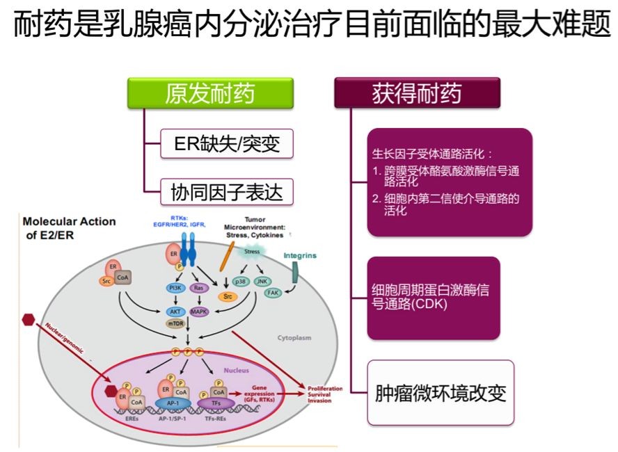 乳腺癌患者内分泌治疗效果不佳？可以试试这个疗法
