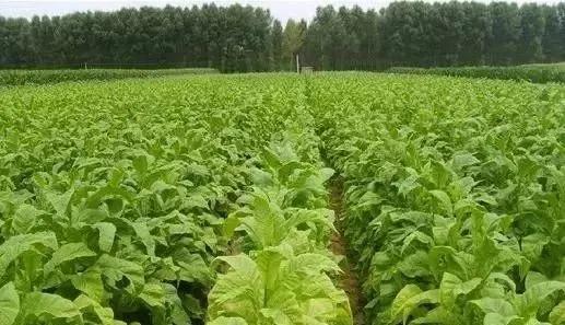 如何种植才能避免重茬一看就明白,种植重茬好还是换茬好