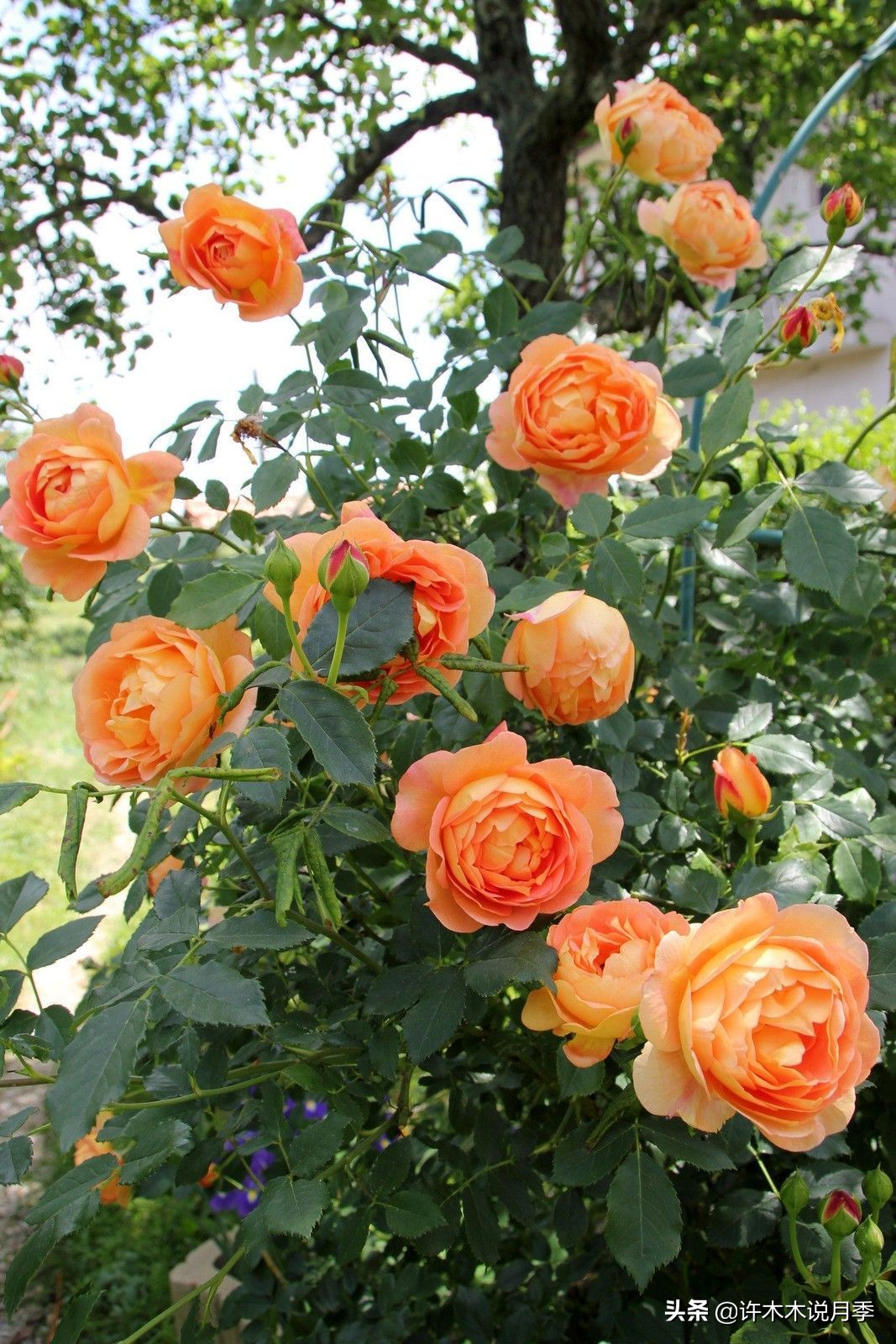 推荐一下多头月季花,100种月季品种大全