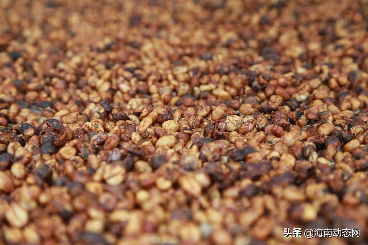 海南兴隆咖啡的特点,海南兴隆咖啡是什么咖啡豆