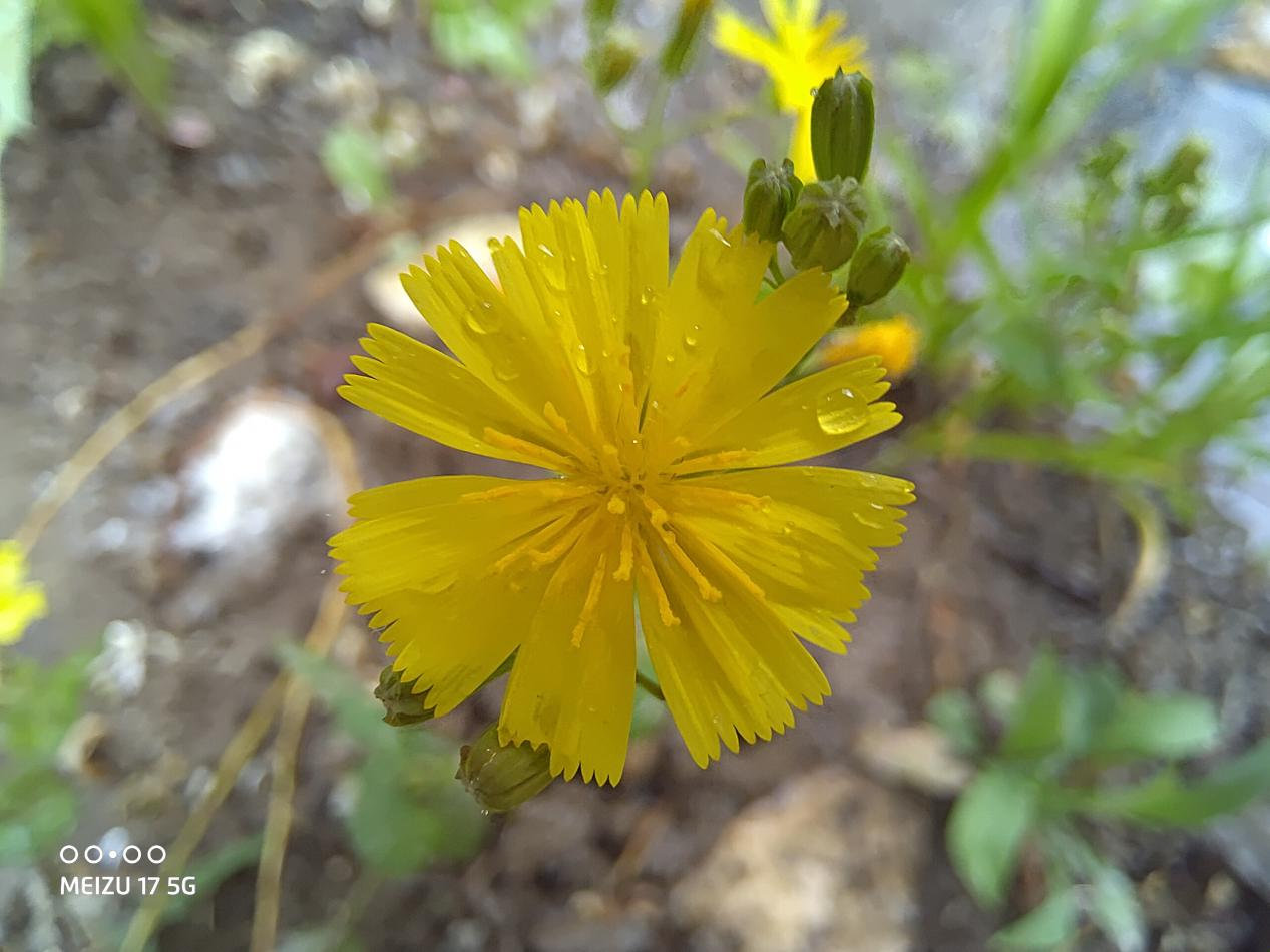 将对称强迫症发扬光大超小挖孔梦想旗舰魅族17评测