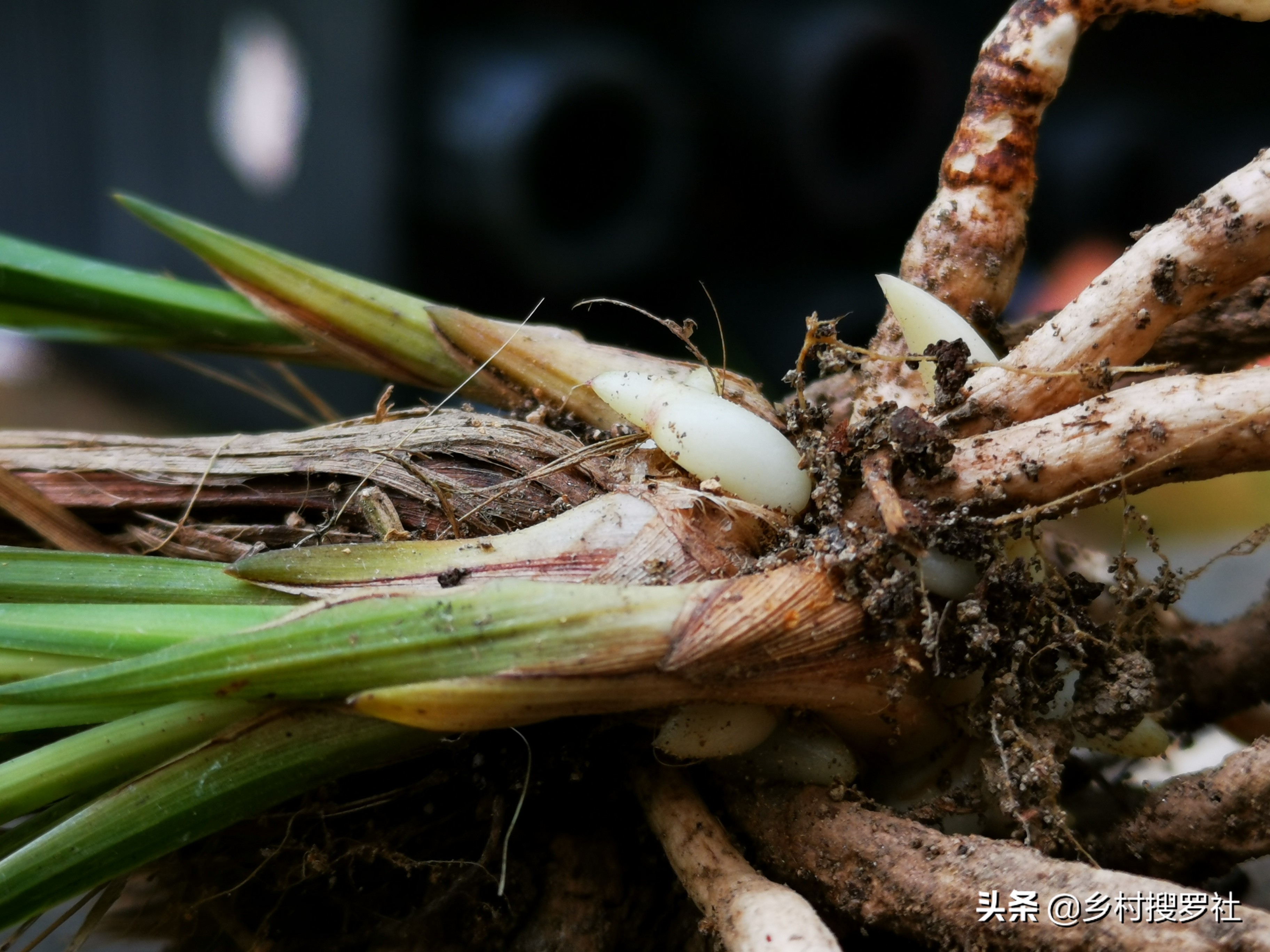 极品兰花如何养成老桩图片,兰花老桩根怎么养活的