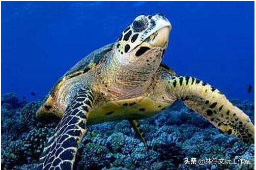 这三种文玩千万别碰,这几种文玩已经跌落神坛