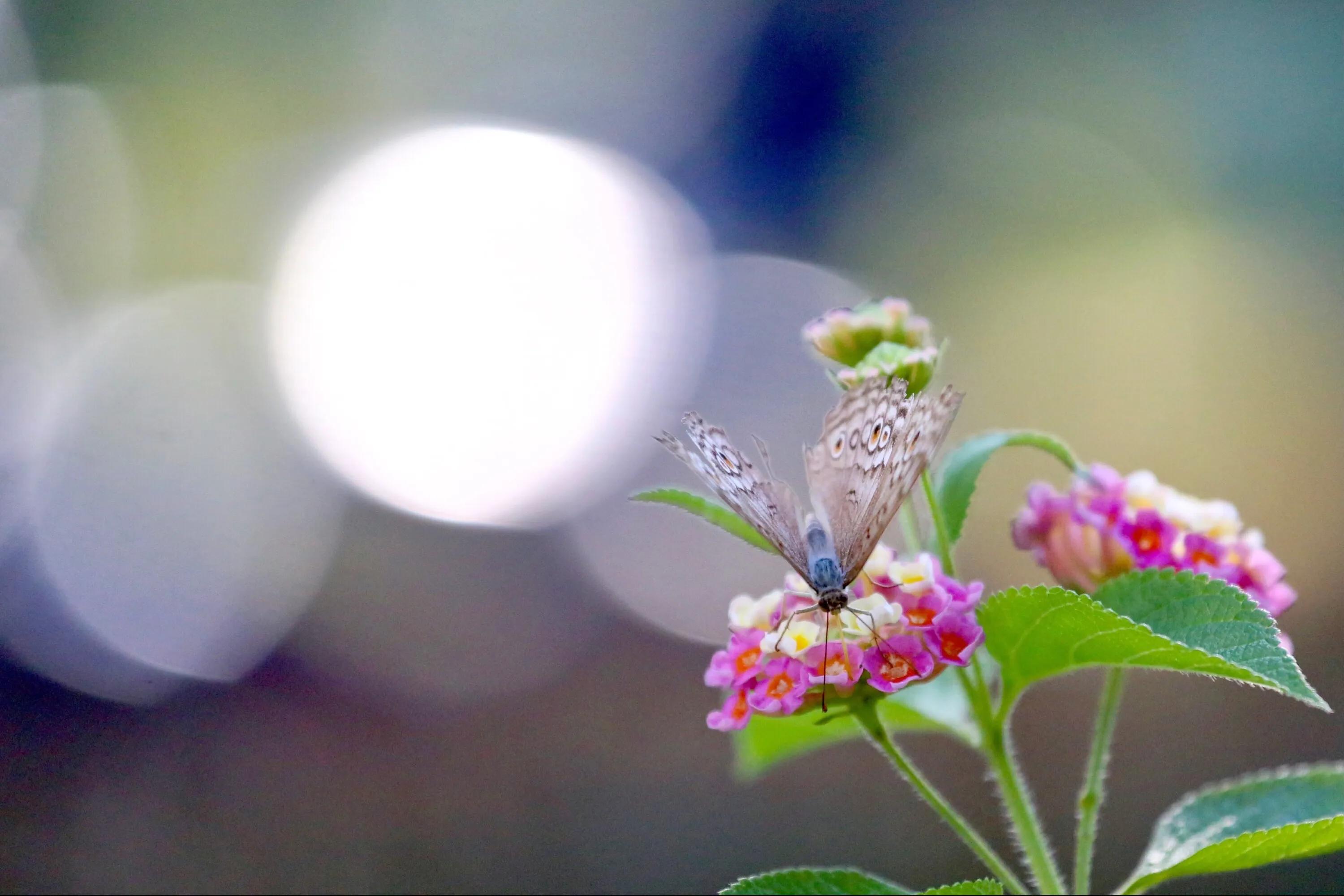 佛教如何欣赏残缺之美,慢慢明白了残缺也是一种美