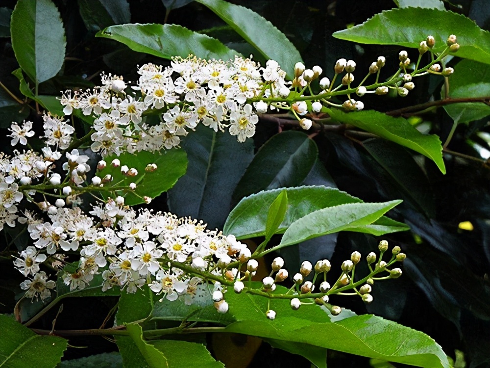 1月至12月生日花的花语,什么花语是祝福生日快乐的花
