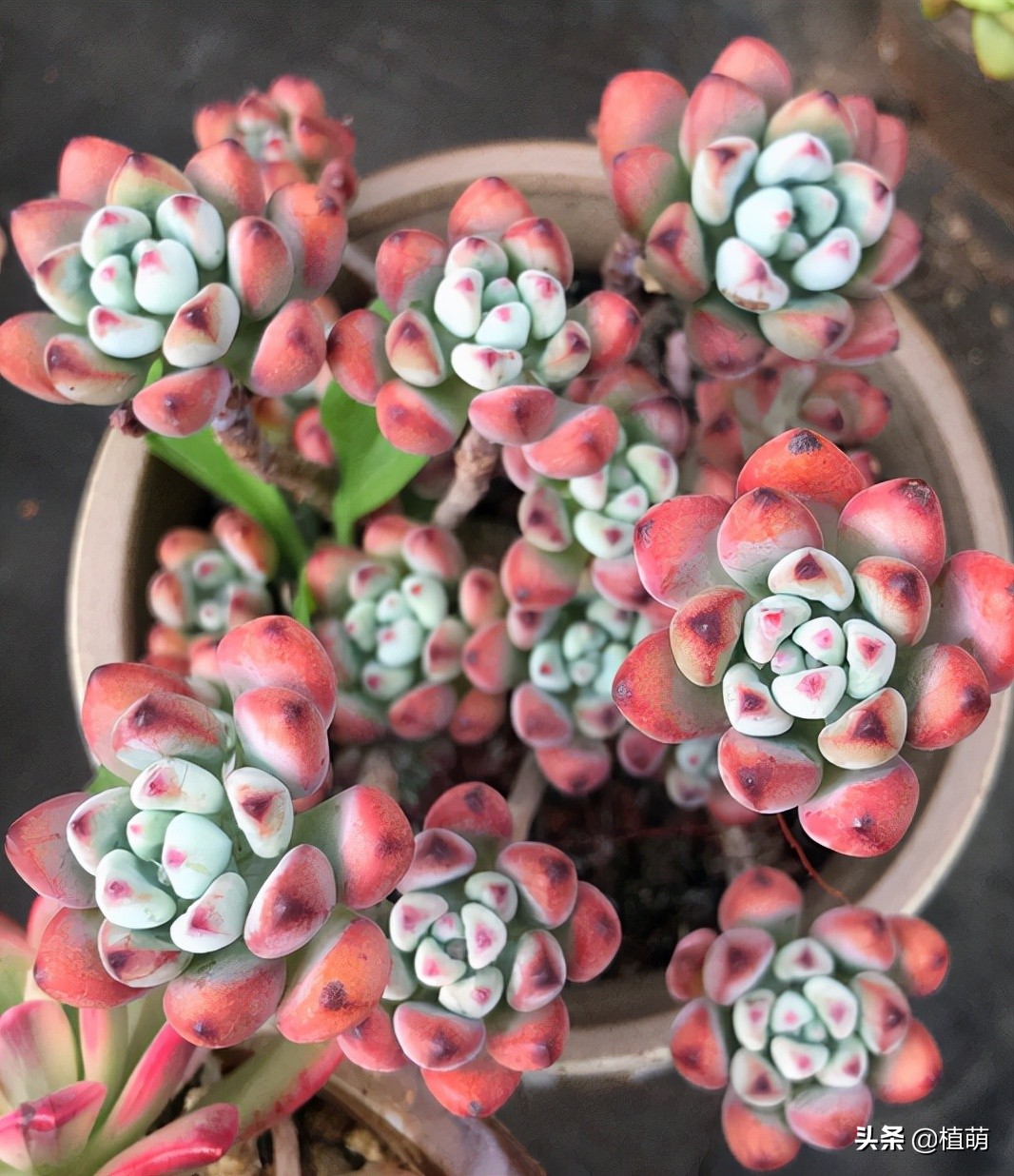 漫画汤姆徒长了怎么办,漫画汤姆出状态