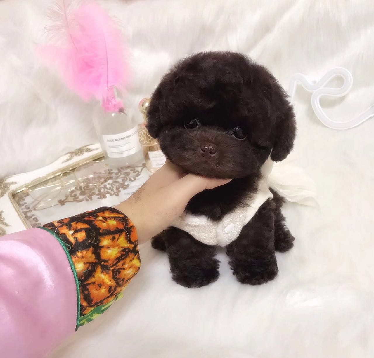 泰迪怎么养新手养泰迪犬基本知识,泰迪比熊博美哪个适合新手养