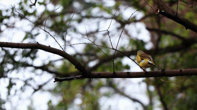李时珍未解之谜,李时珍历史记载