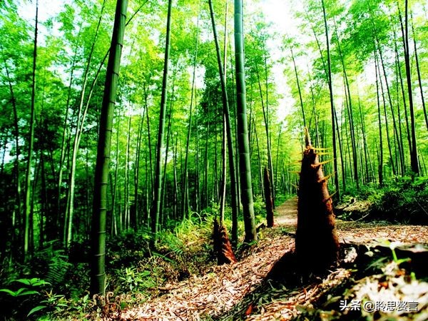 竹笋诗词精选三十一首,山中竹笋诗词