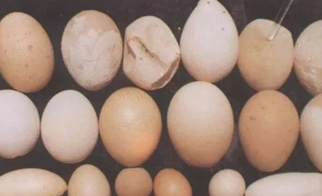 鸡下软蛋是什么病吃什么药,鸡子下软壳蛋吃什么药能解决