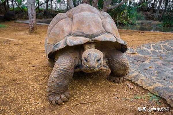 乌龟为什么不吃鱼也不吃东西,乌龟立秋后就不吃食物了吗