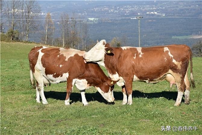 养牛最怕5件事一定要重视,养牛的最危险时刻