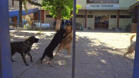 豆瓣9.1，看一次被萌一次，根本顶不住它们的可爱