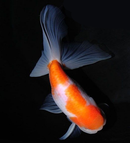 冬天金鱼怎么保暖过冬,金鱼怎么过冬效果最好