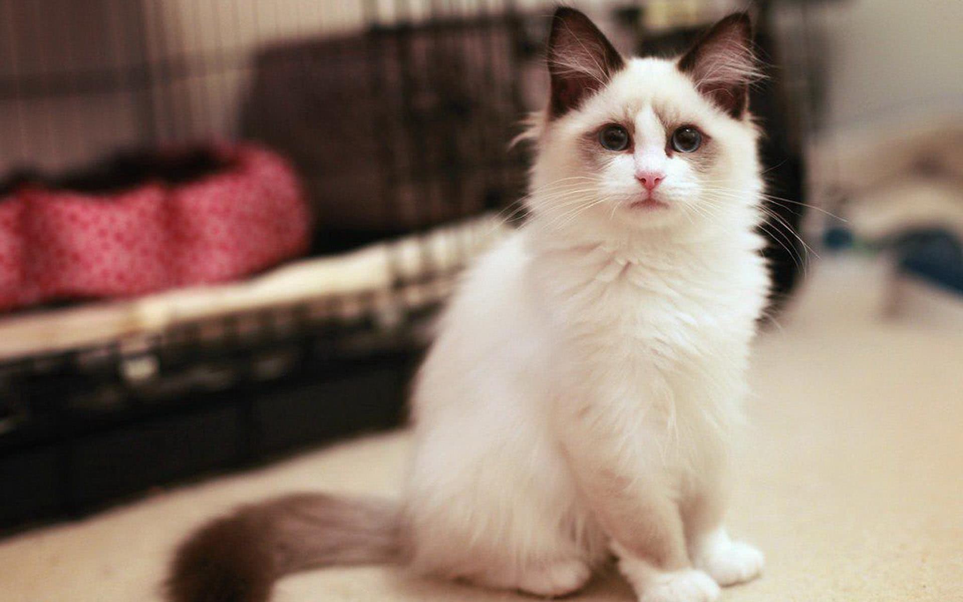 预防狗狗皮肤病维生素,预防皮肤病用什么给猫洗澡