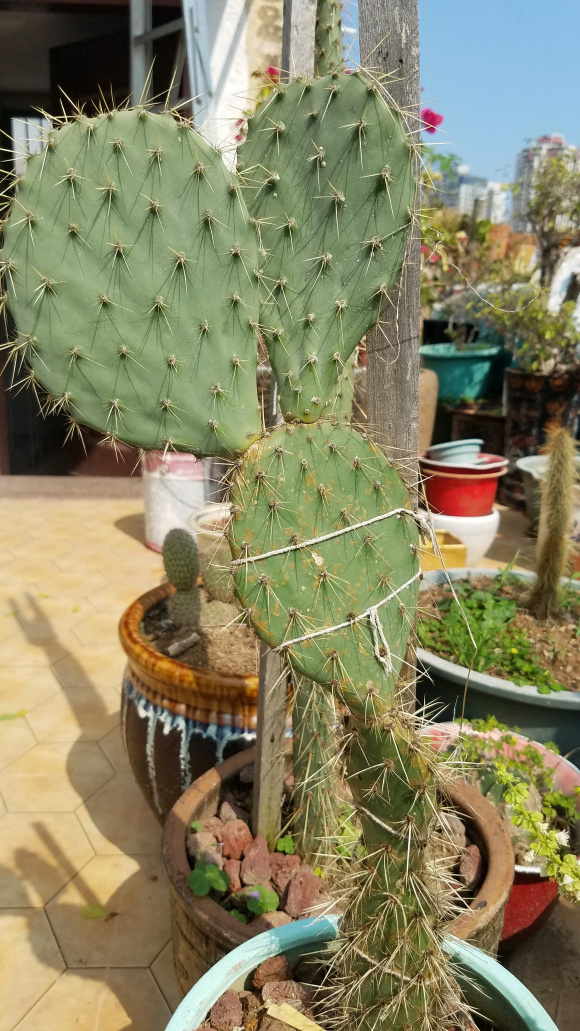 仙人掌又长又薄,仙人掌盆栽怎么养长得快