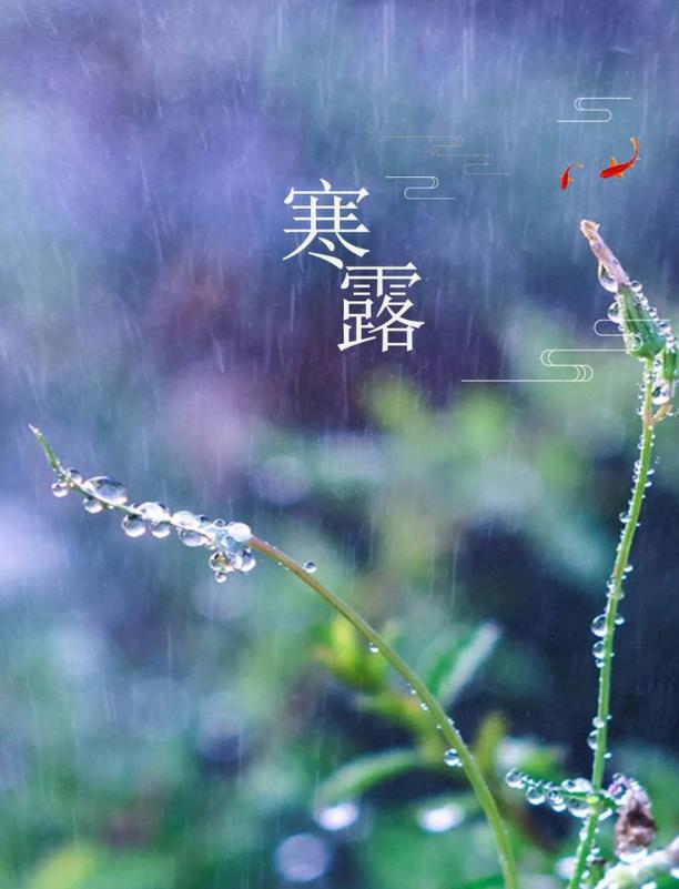 「诗词鉴赏」秋深寒露候，古诗词里的寒露，静看秋意渐浓