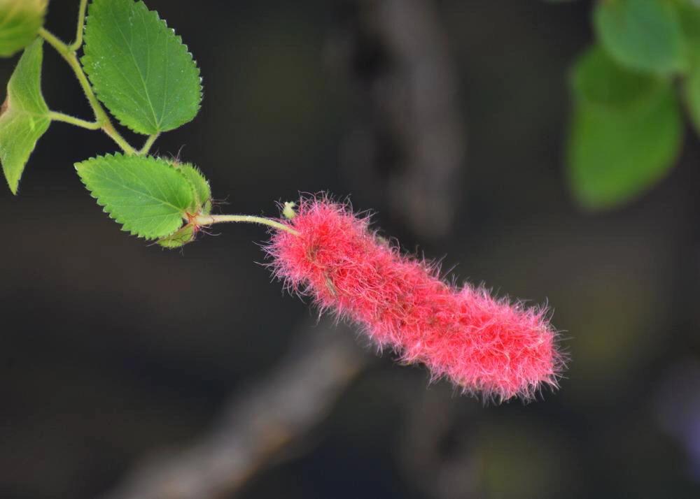 猫尾花养护方法,猫尾花养殖