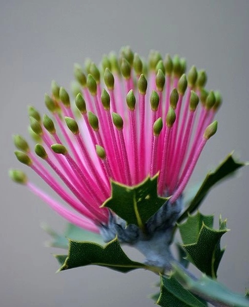 罕见的奇花异草 (160种奇花异草绝对有你没见过的)