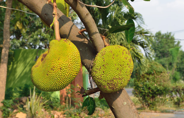 菠萝蜜有什么营养种子可以吃吗,菠萝蜜能种吗怎么种