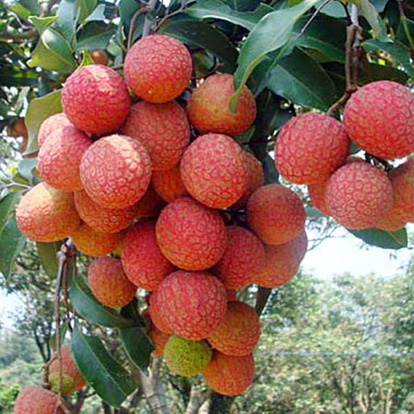 荔枝成熟地方排名,荔枝目前最好的品种