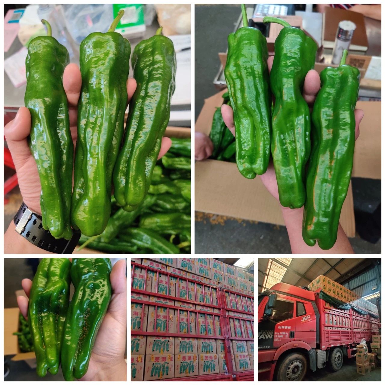 今年冬瓜行情分析,冬瓜价格呈上涨趋势