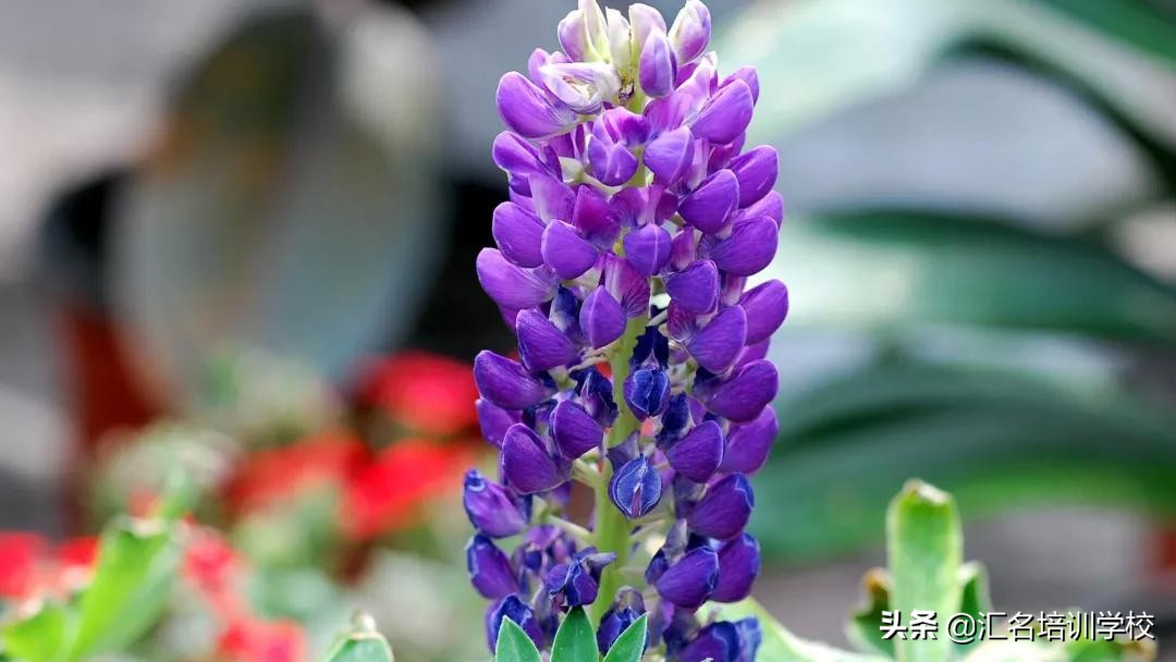 花艺十六种手法,流行花艺简单教学