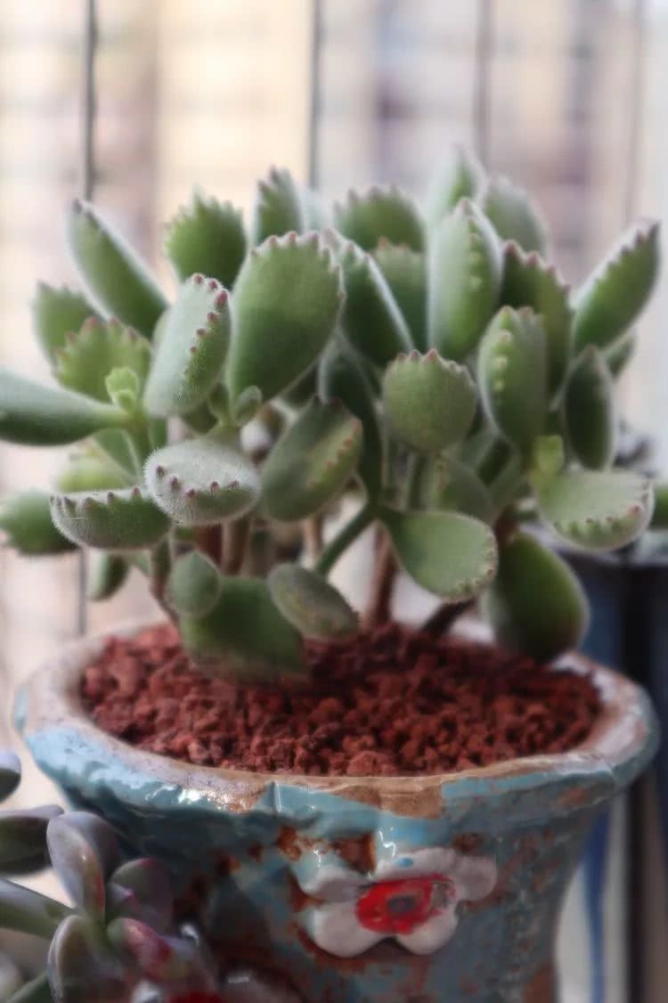 多肉名字怎么记,多肉的品种图片及名字寓意