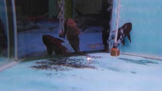 观赏鱼受伤了应该怎么处理,观赏鱼被别的鱼咬伤怎么处理