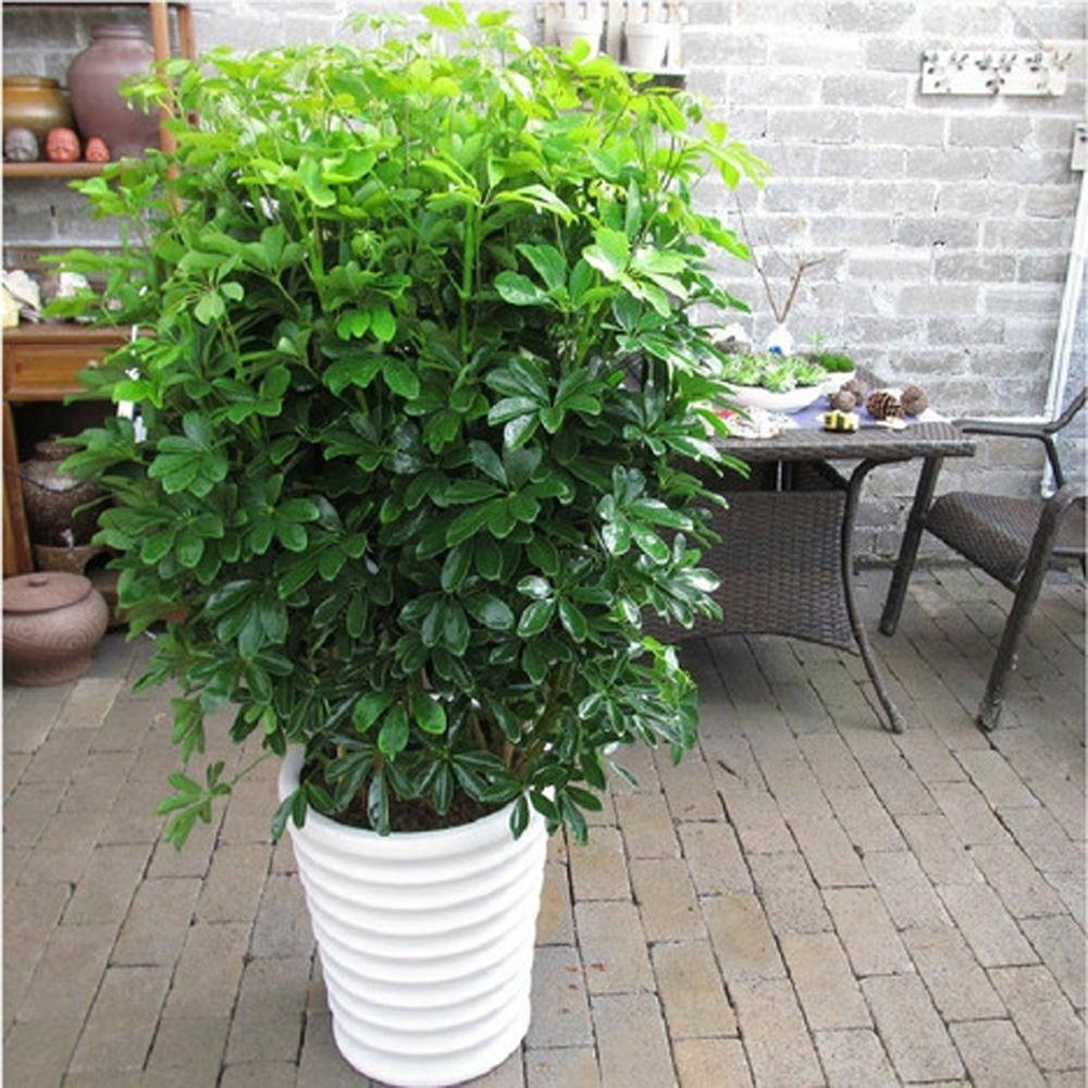 室内绿植大盆栽净化空气,室内盆栽绿植金钻如何养护