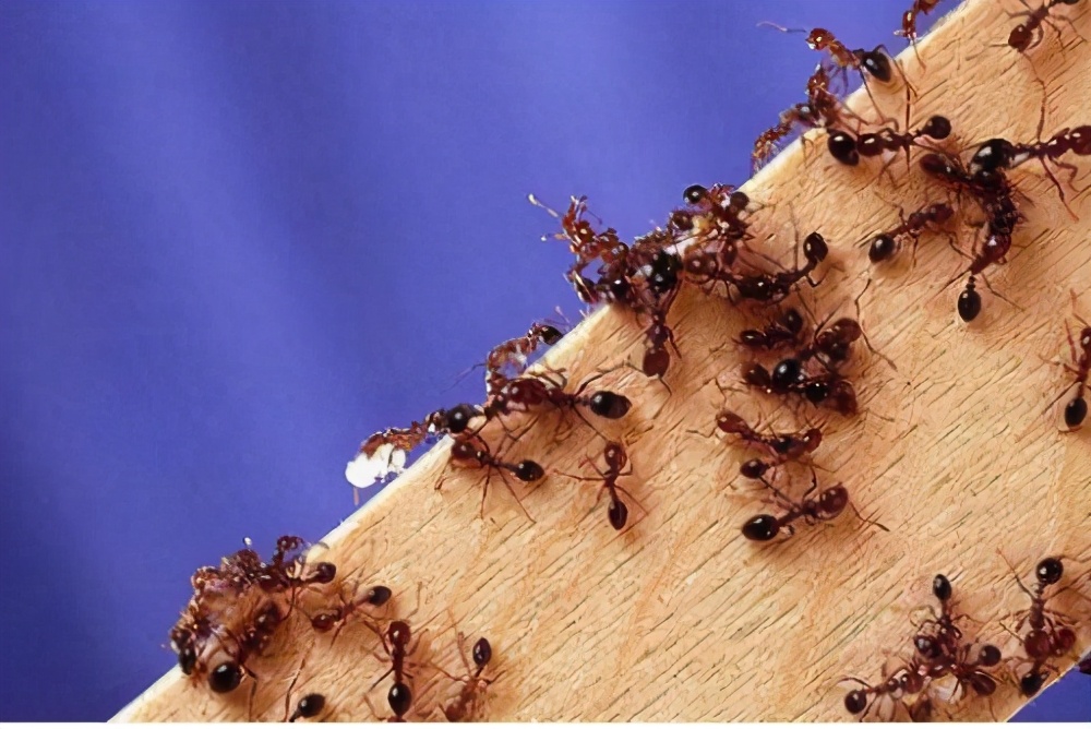 广西红火蚁已经蔓延到什么地方,红火蚁现在蔓延到哪些省