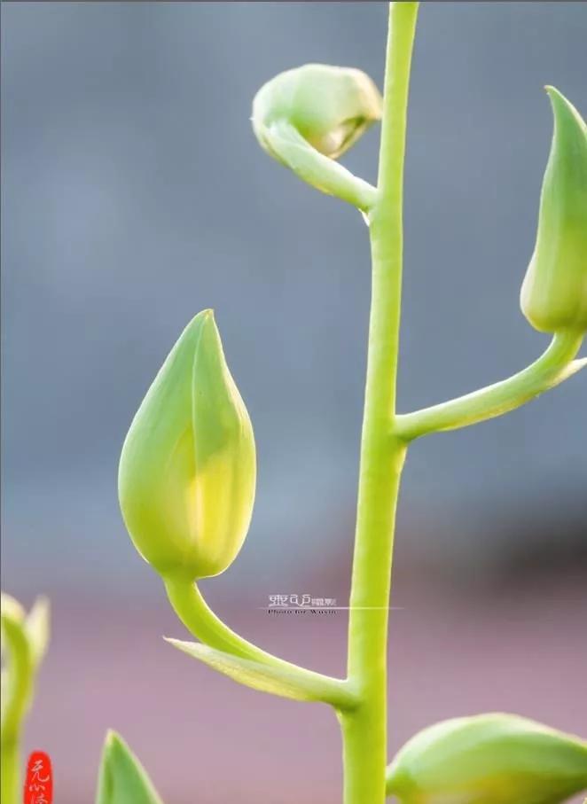 蕙兰素心图片大全欣赏,蕙兰荷形素心图片