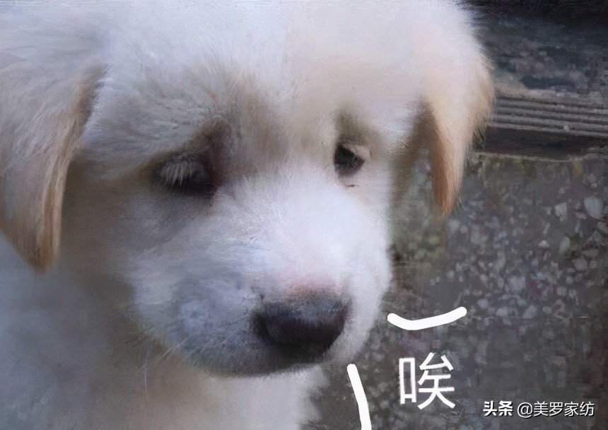 长绒棉精梳棉和全棉,长绒棉和精梳针织纯棉有什么差别