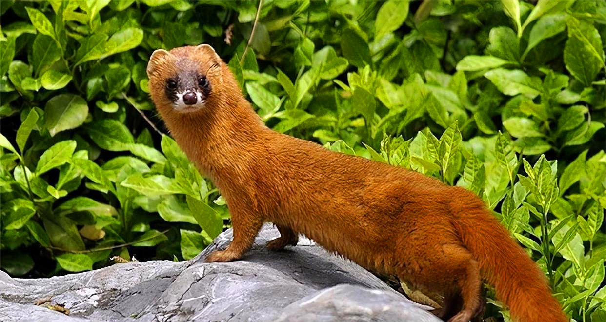 为什么长辈说黄鼠狼不能杀,黄鼠狼为什么不能杀科学依据