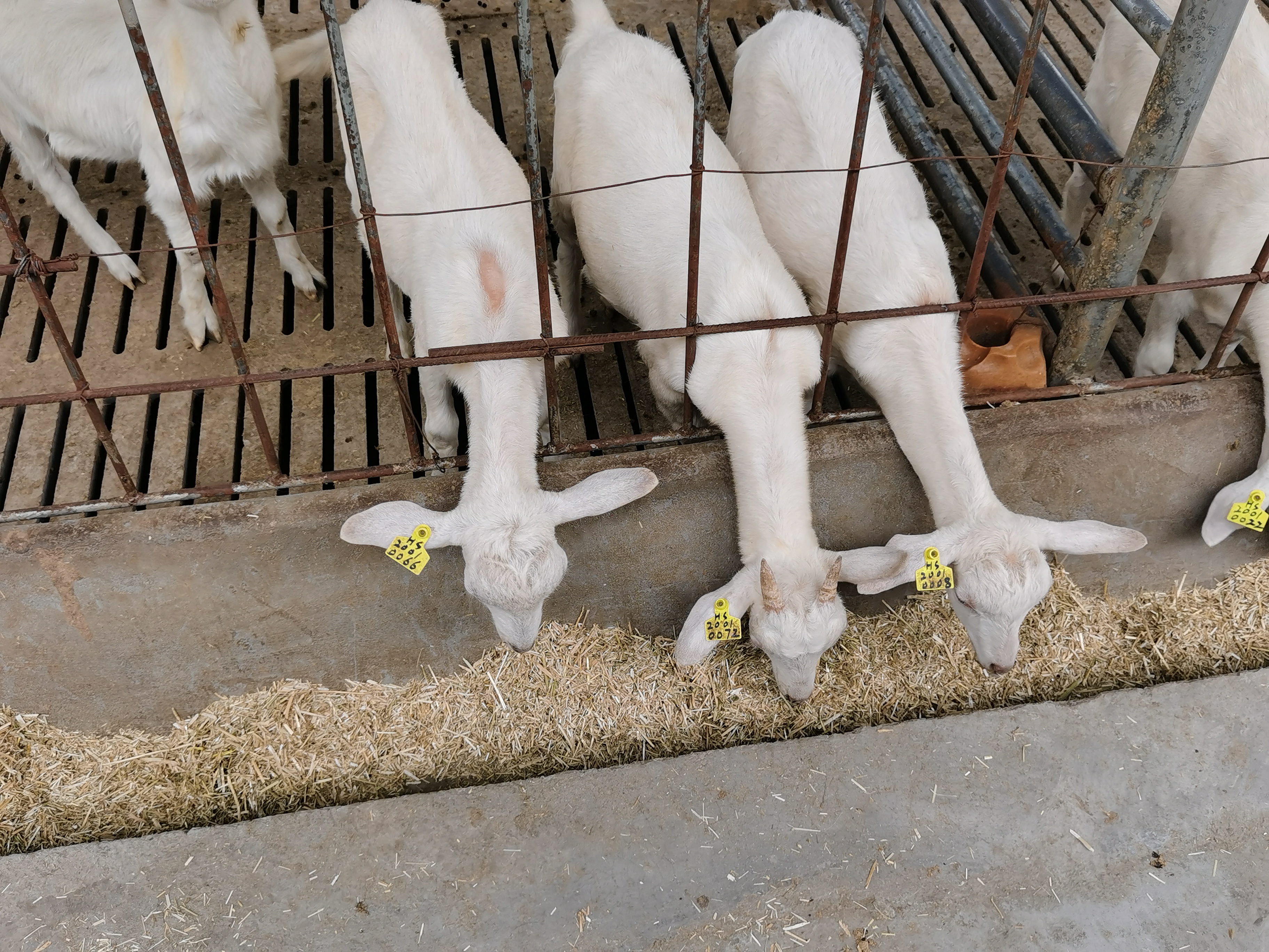 都说养牛赚钱难可到底难在哪里,养羊的利润与前景