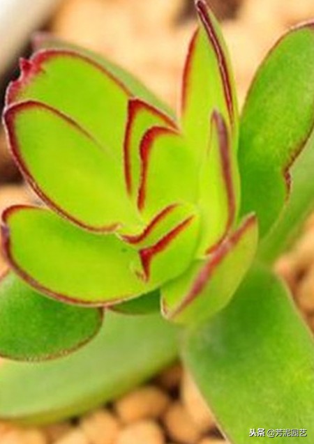 星兜锦的养殖方法和注意事项,多肉天狗养殖方法和注意事项