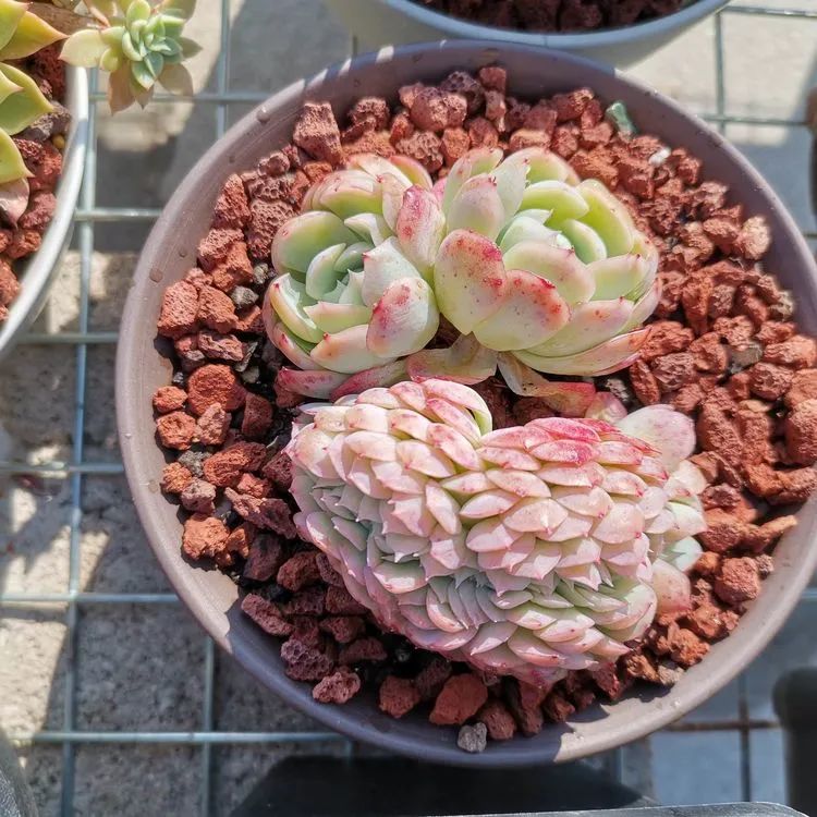 养多肉植物修身养性,多肉的习性和日常养护方法