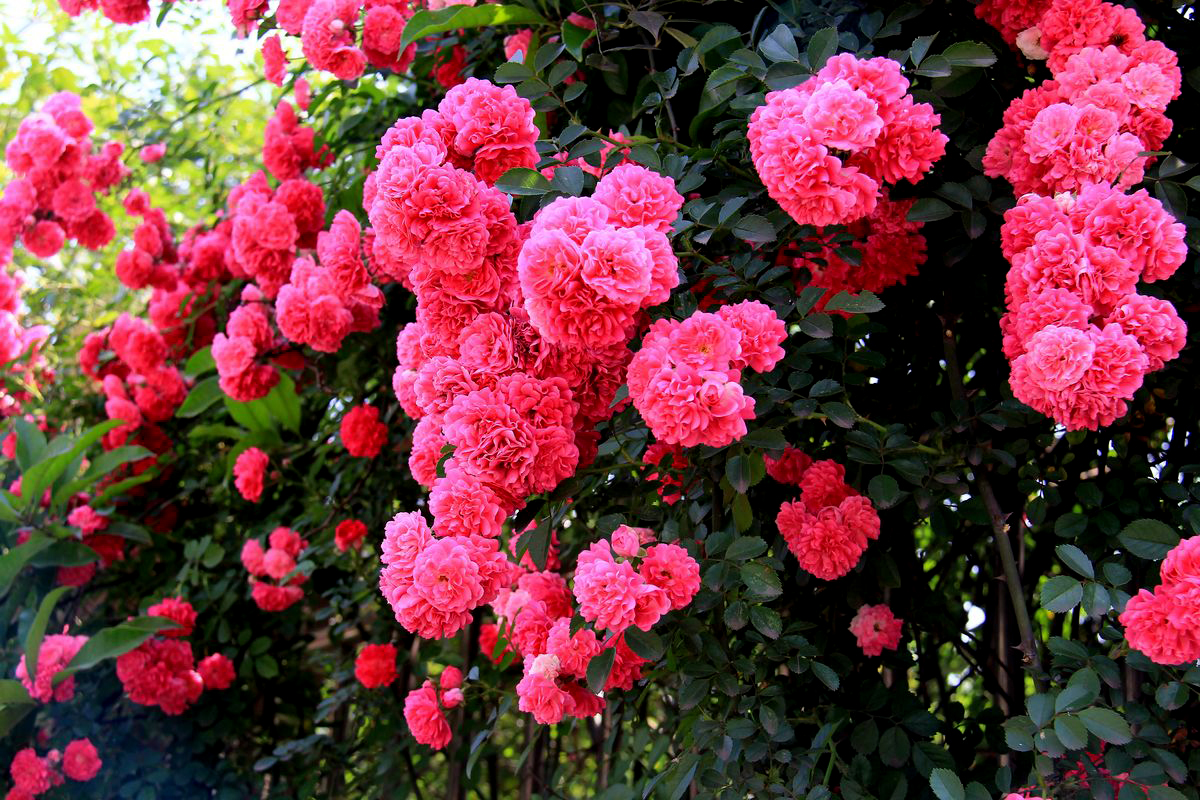 如火如荼中的荼是什么意思,成语如火如荼出自哪部经典