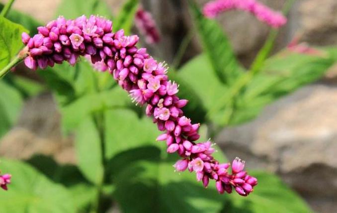 楚材执业药师带你认中药——辣蓼，天生就带辣味