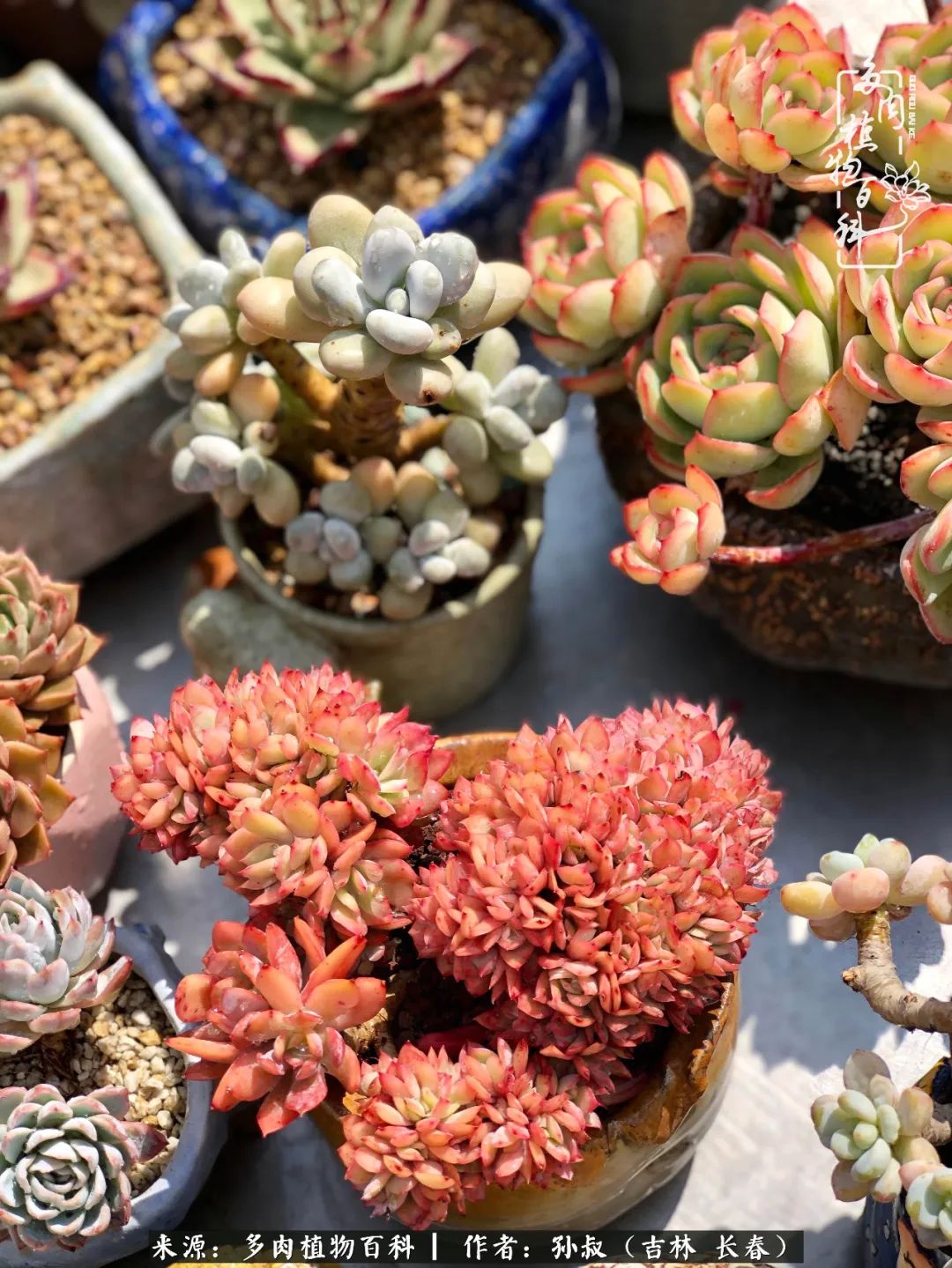 与多肉一起成长,与多肉相伴