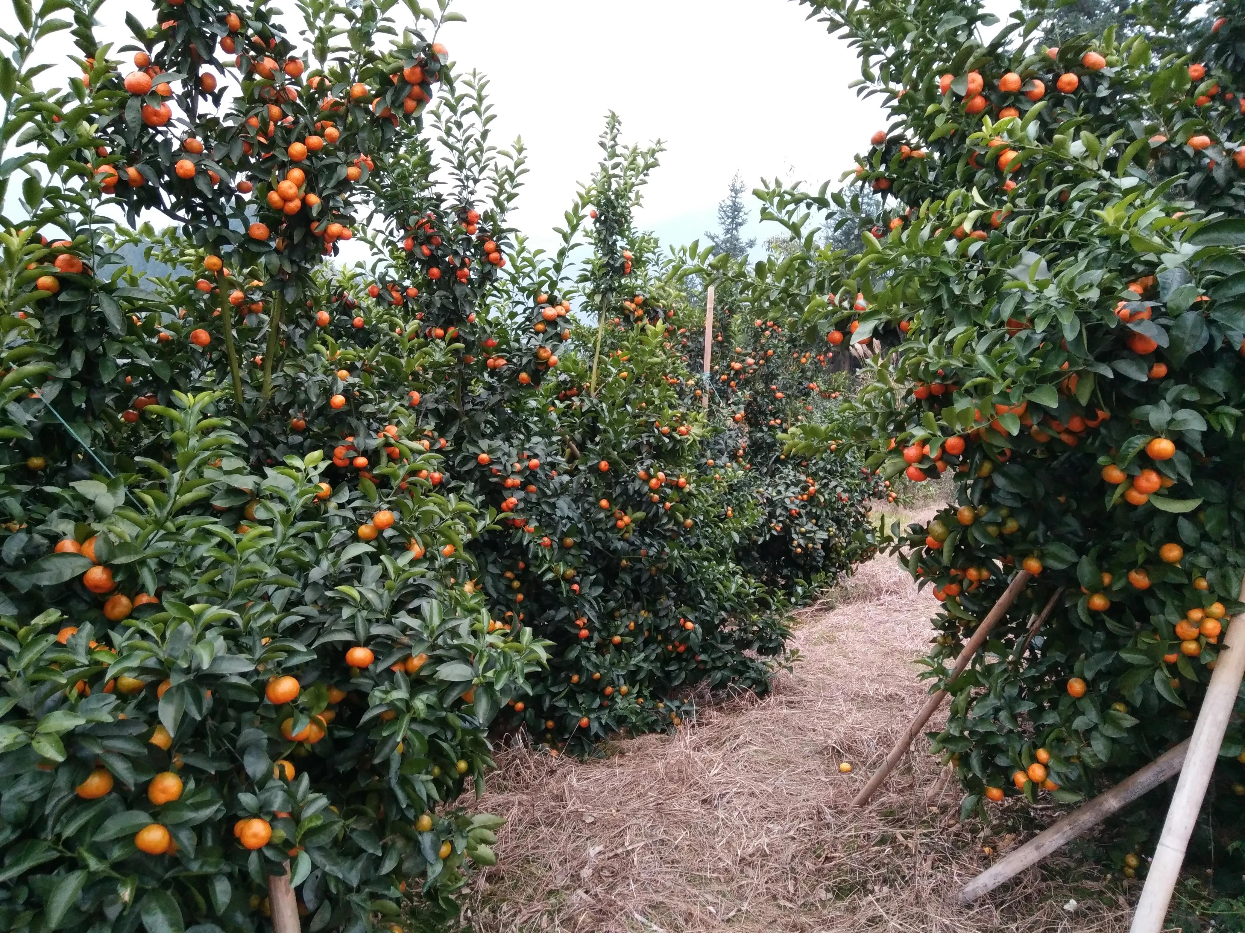 锰肥的作用,锰肥对植物的功效与作用