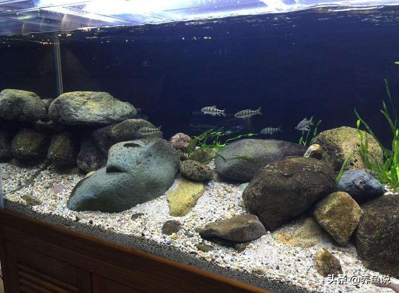 为什么鱼缸硝化细菌老不成功,鱼缸硝化细菌和硝化活菌有区别吗