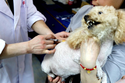 狗狗洗澡五大禁忌,帮狗狗洗澡的6大禁忌千万要注意