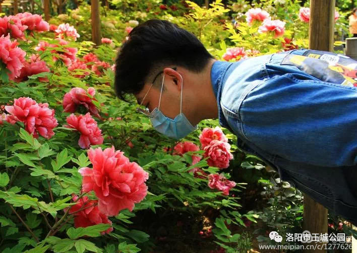 看洛阳牡丹花卉节,洛阳古都牡丹花展