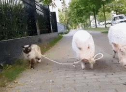 您语文好，够胆来读读试试，防老年痴呆