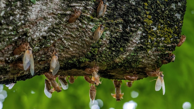 滴落在头上的不一定是雨，还有可能是尿？无毒无害，但不可食用