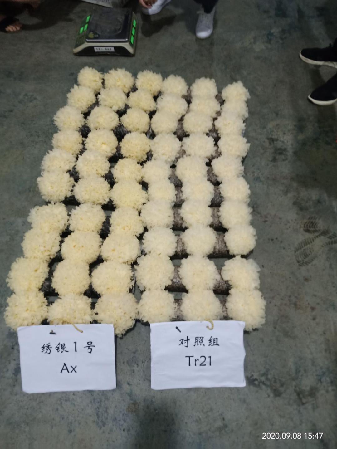 银耳家族再添新成员——“绣银1号”