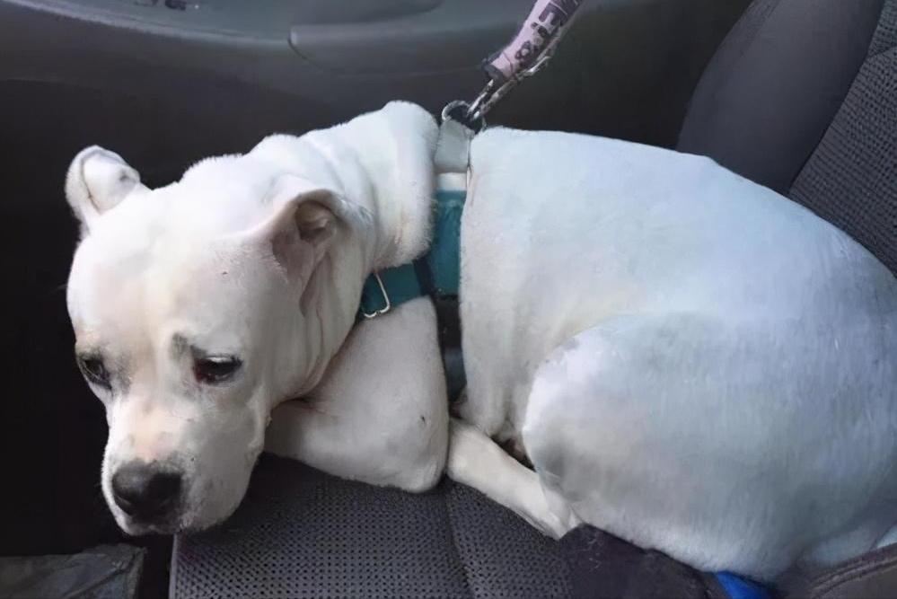 你应该知道的八种狗狗行为语言,能与狗狗交流的语言