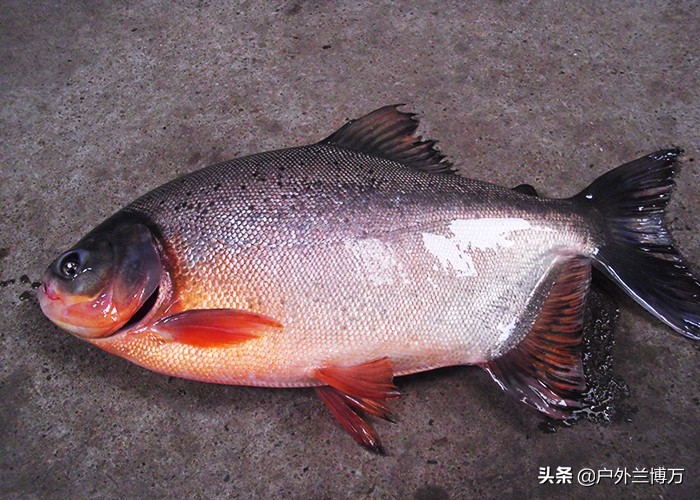 钓鱼人常见的几种鱼,钓鱼人最怕碰到的七种鱼